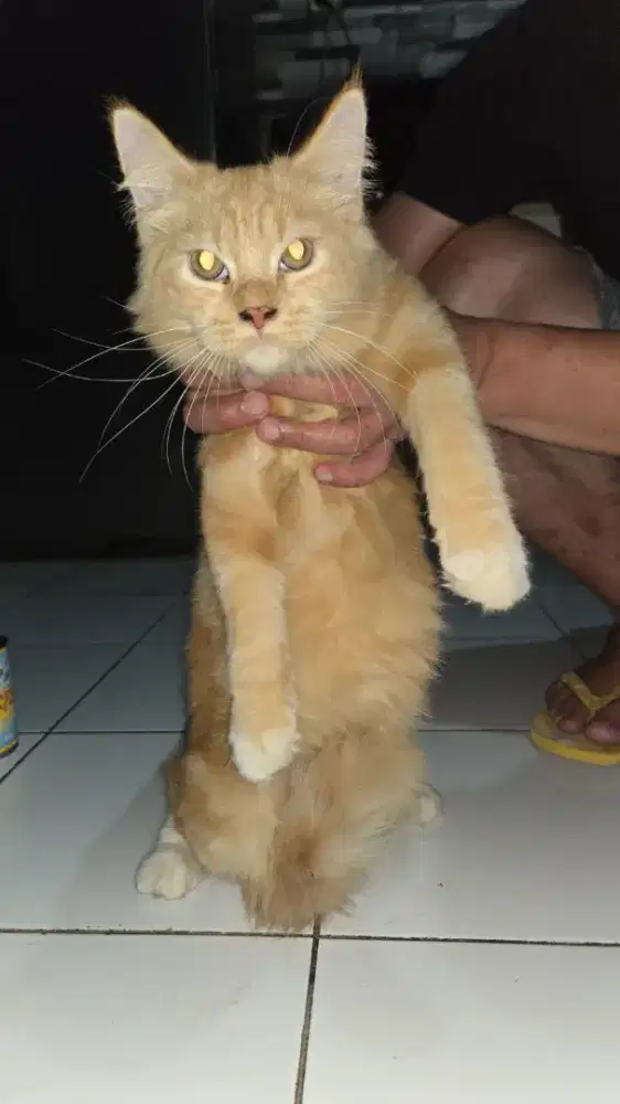 KUCING MAINECOON 5BULAN RED MARBLE MURAH AJA