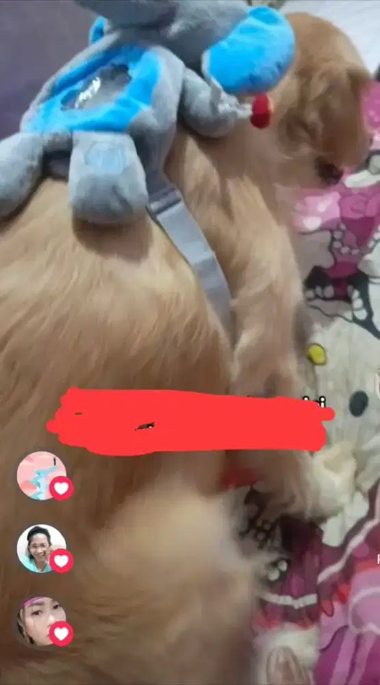 Golden Retriever betina non STB 3THN