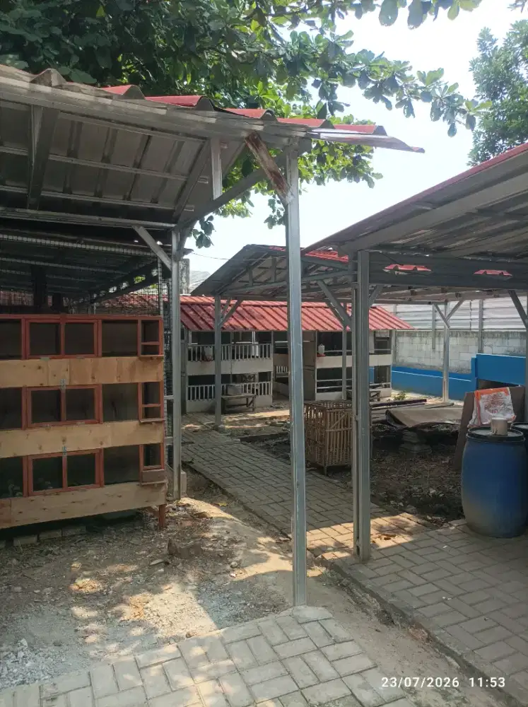 Ayam Kampung Unggul