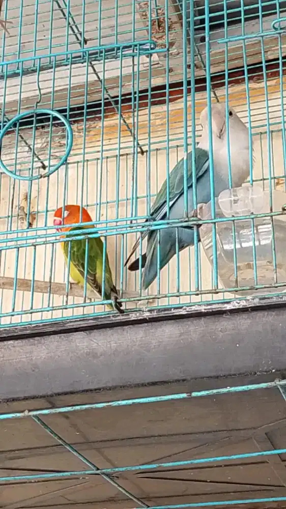 Burung love bird