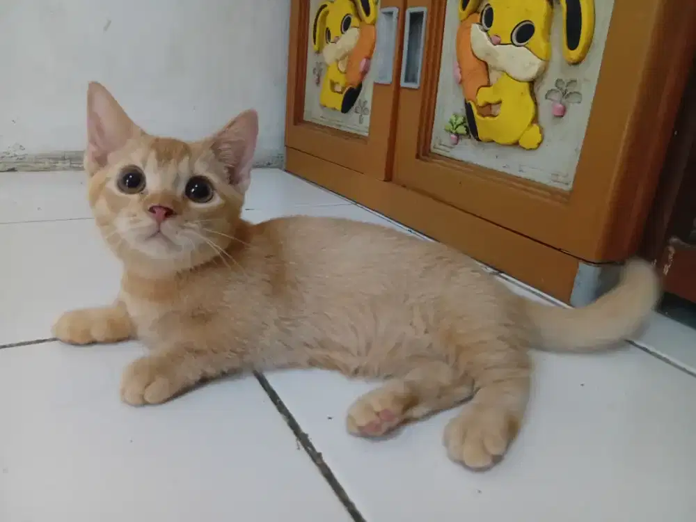 Munckhin bsh jantan 4bulan parents bsh cebol x bsh choco