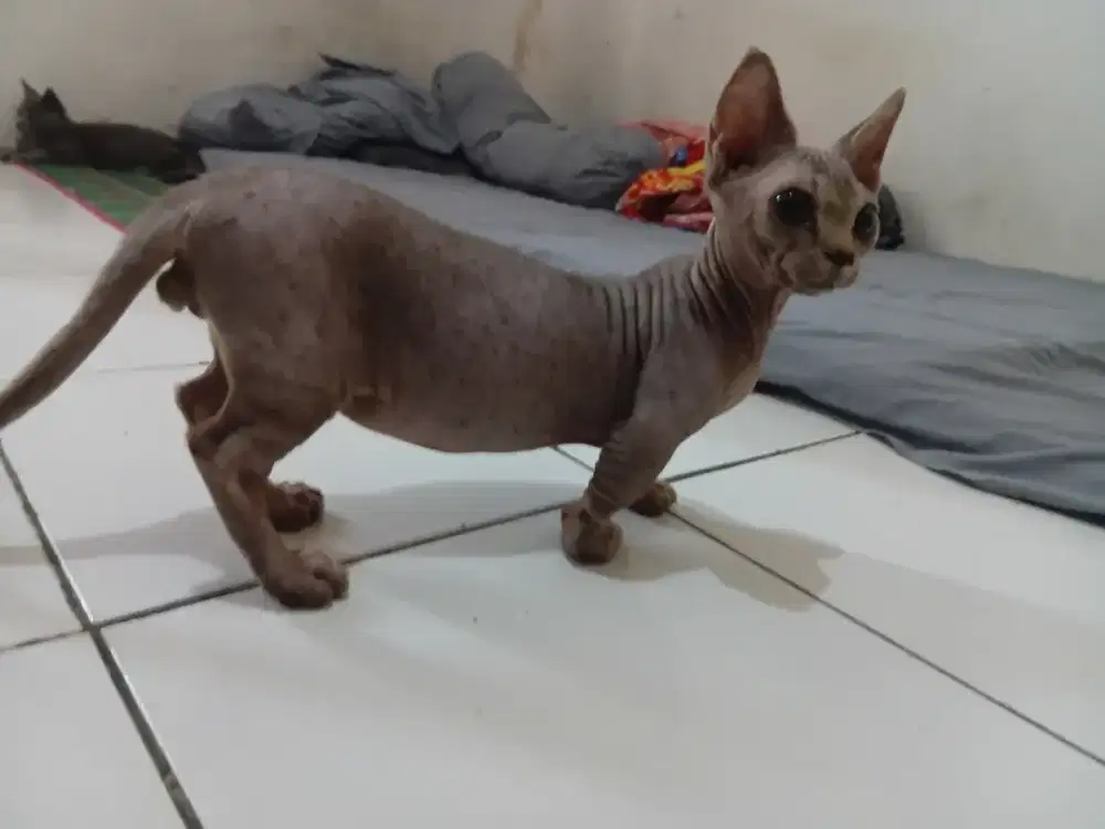 Bambino jantan 4bln