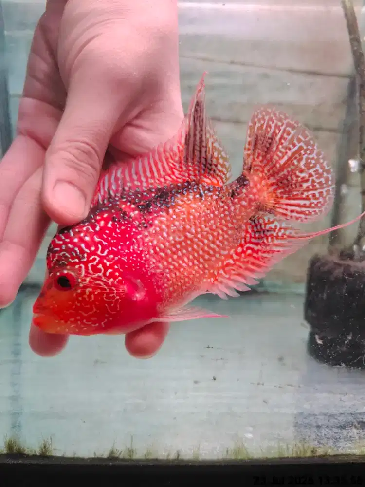 ikan lohan goldenbase merah 12cm full mutiara ekor lebar gb cencu