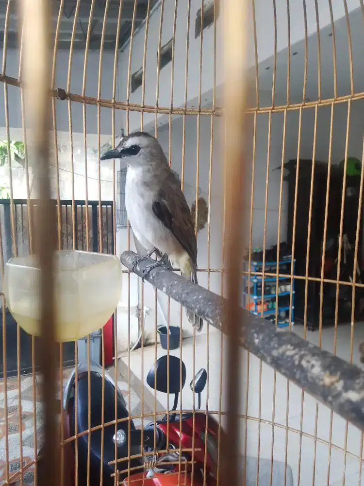 Burung jinak dan gacor bener