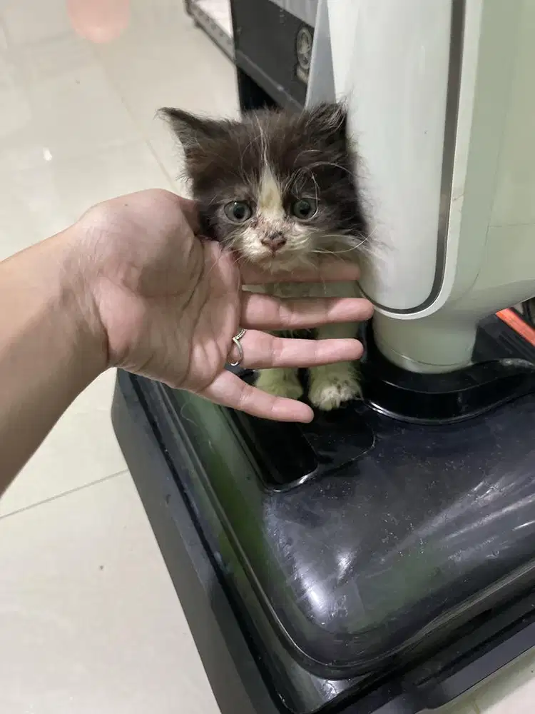 Anak kucing persia kitten