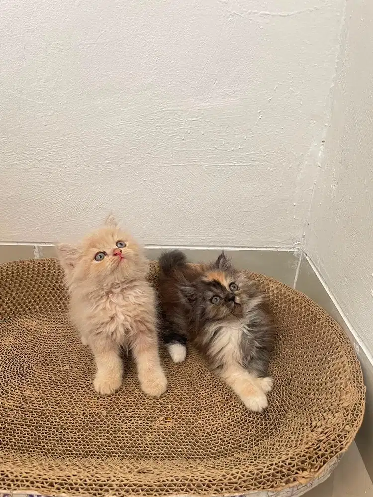 KITTEN PERSIAN FLATNOSE BULU KAPAS