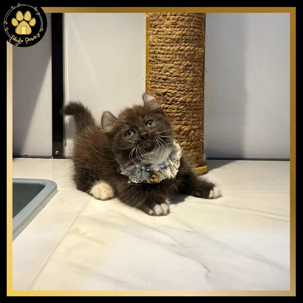 OPEN BOOKING MUNCHKIN KINKALOW CEBOL KUPING CURLY JANTAN TUXEDO