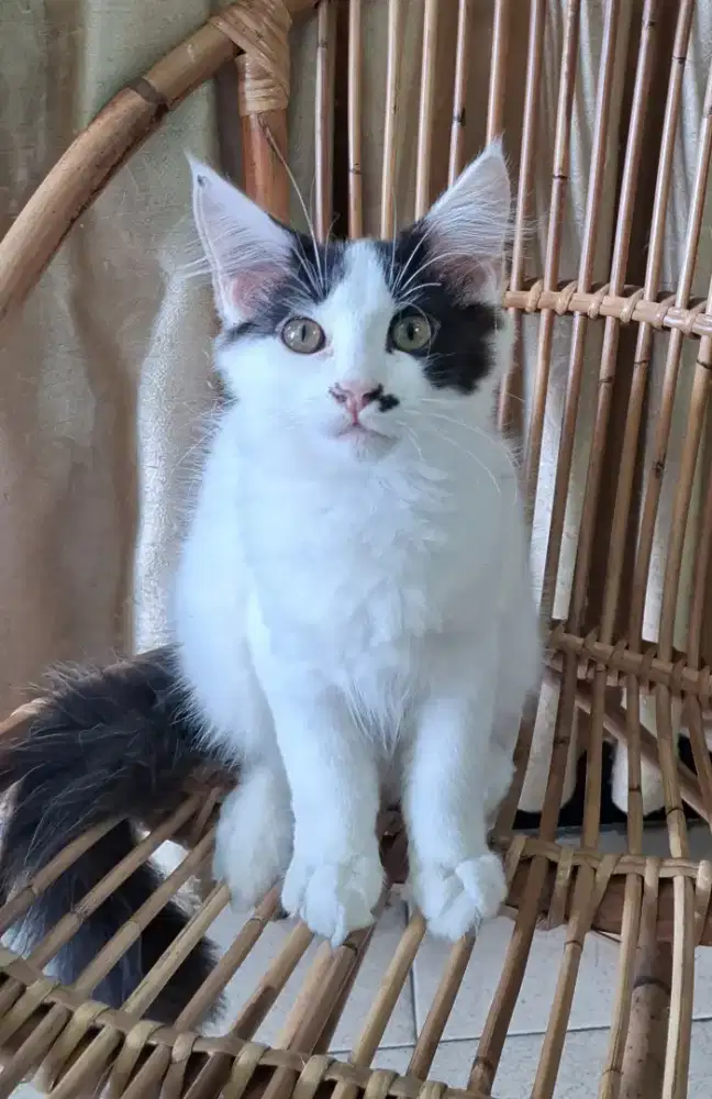 Kucing Kitten Mainecoon Boy