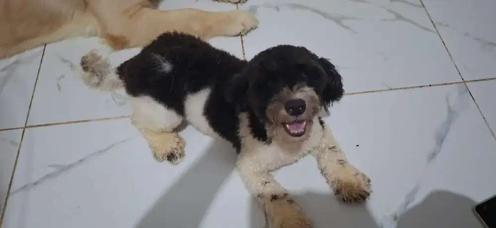 Anjing Shihpoochon (shihtzu poodle bichon)