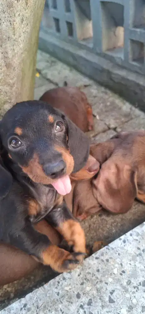 Anjing Daschund / Tekel