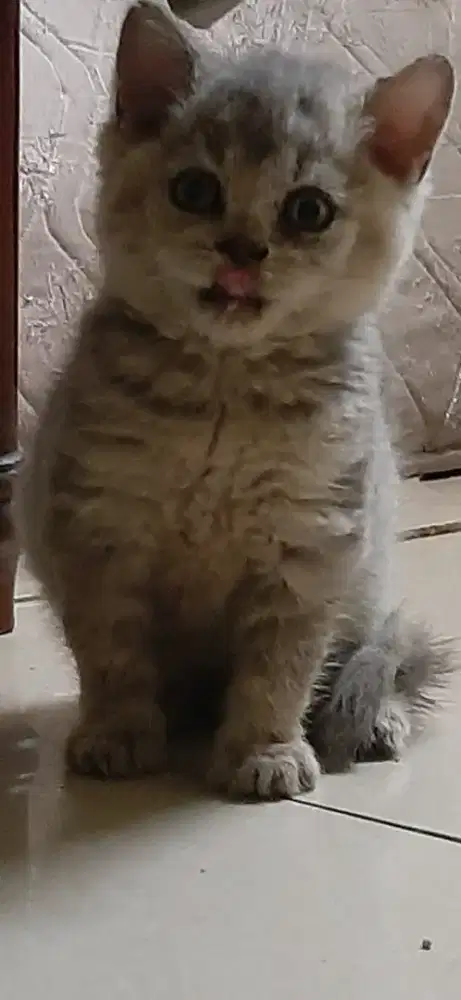 Open Booking Kitten BSH Tubby