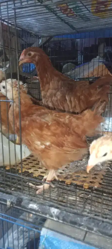 Ayam petelur merah 4 ekor