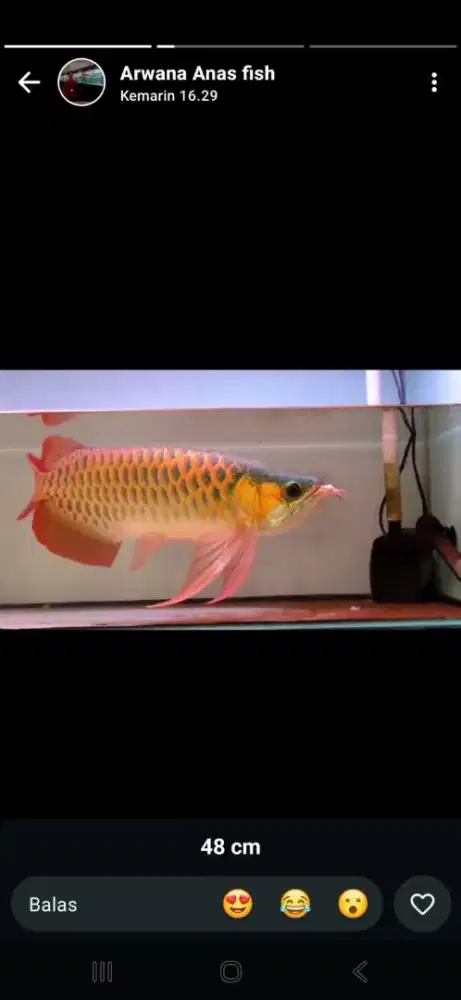 Arwana super red 48 cm