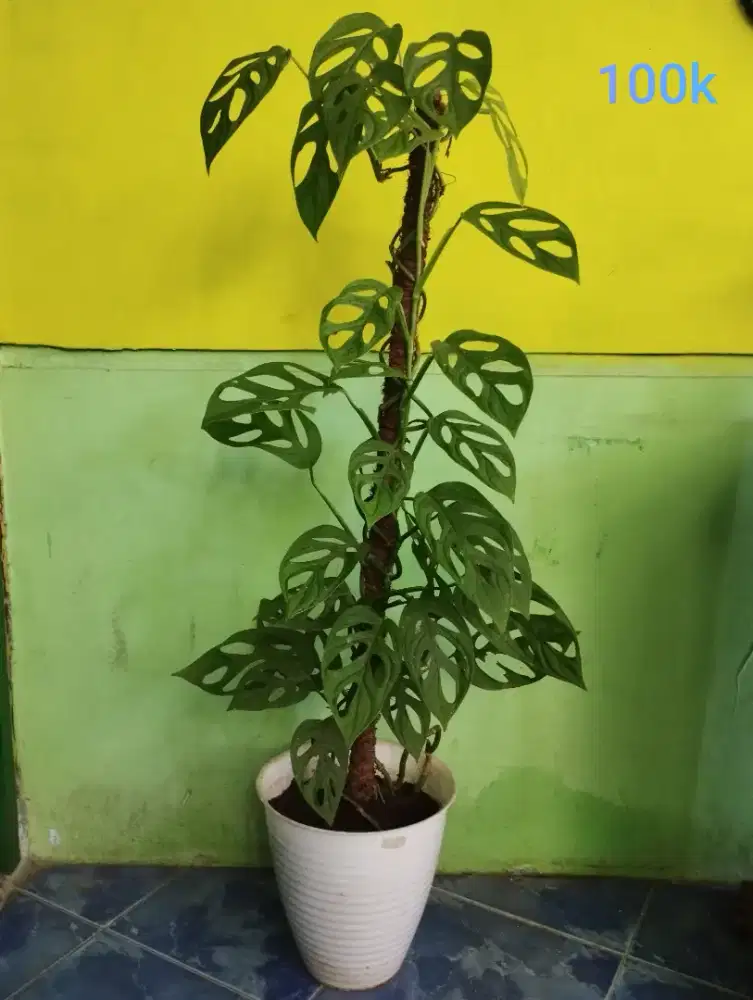 Tanaman Janda Bolong