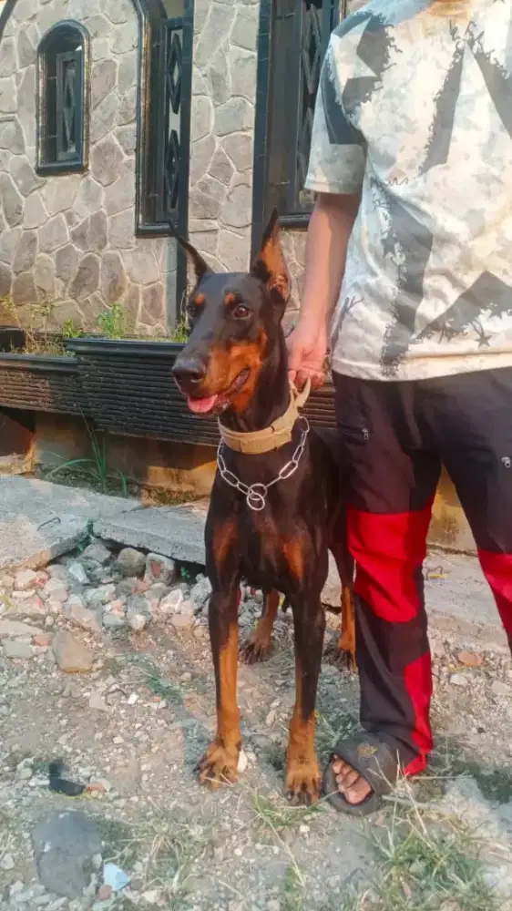 Anjing doggy Doberman