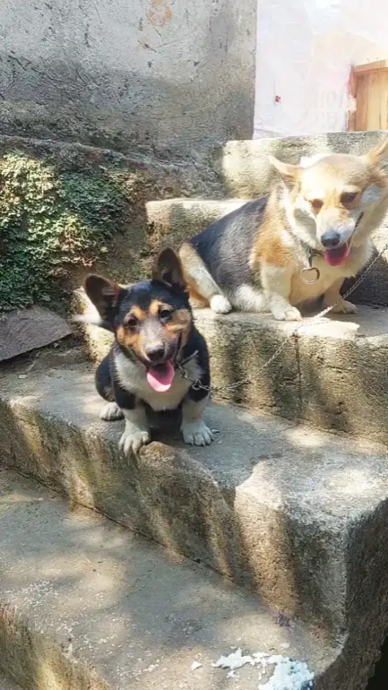 Anjing corgi mix