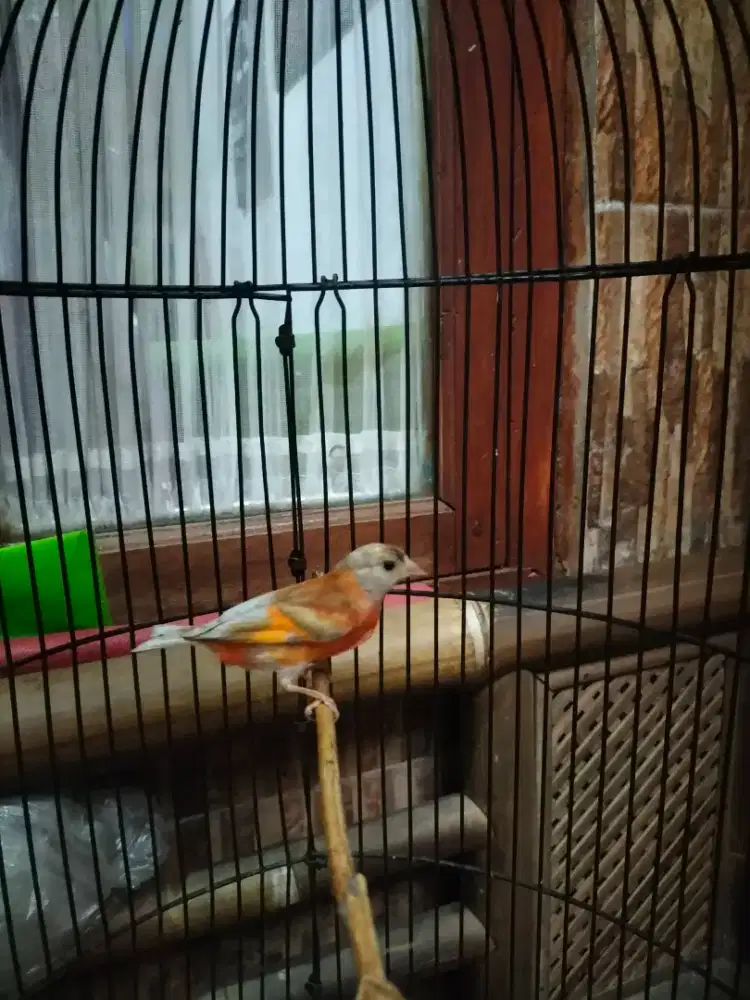Sepasang siskin remaja jantan dobel dilute betina dilute