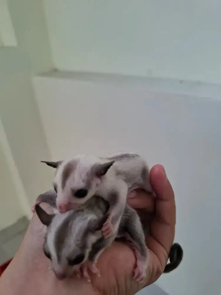 Sugar glider joey sepasang