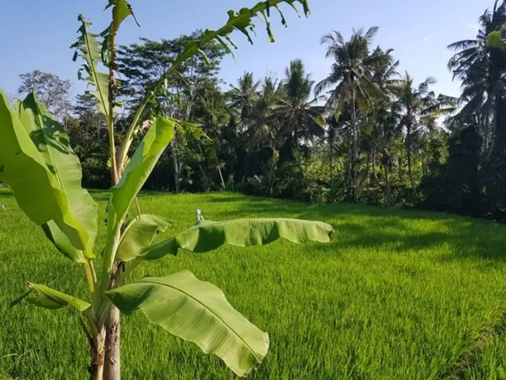 Tanah Murah Dekat Ubud View Sawah Luas 28,2 Are Cocok Villa di Pejeng, Gianyar