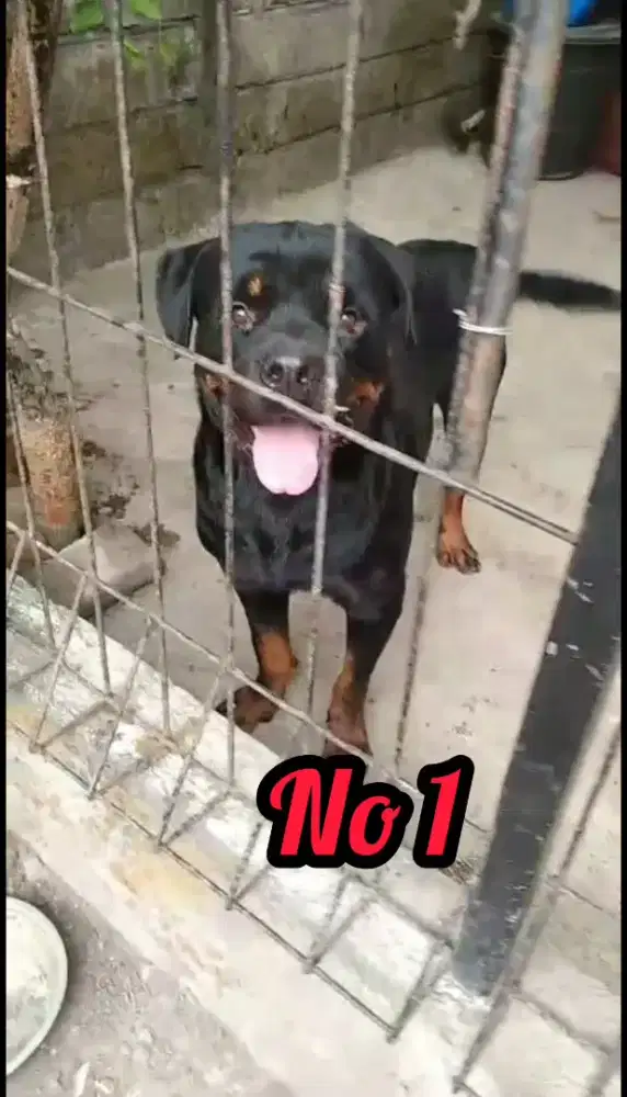 Rottweiler jantan