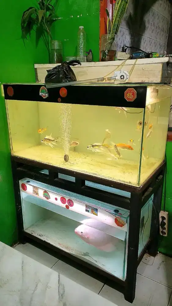 Akuarium dan ikannya