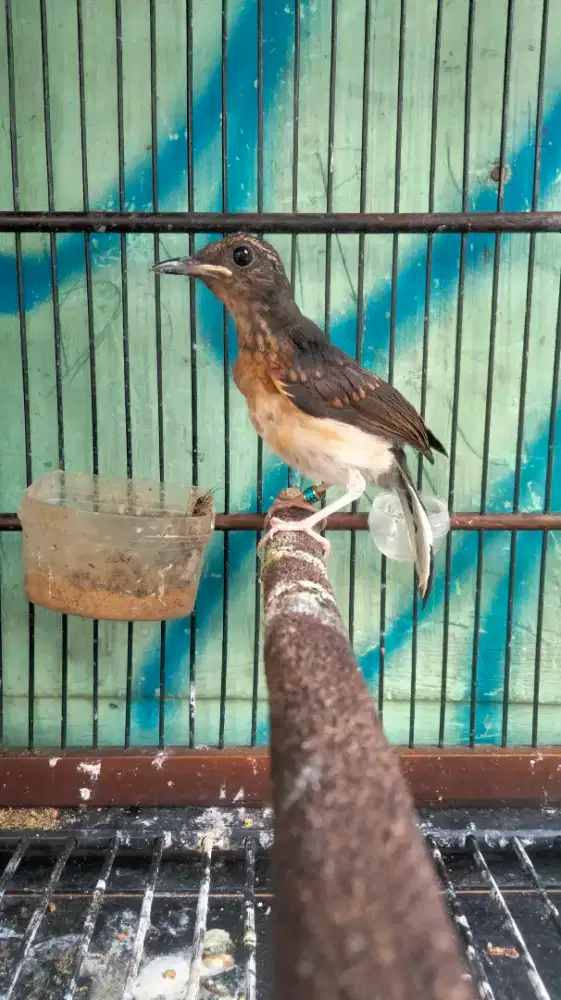 Murai Batu Medan Bahorok Blorok Jantan Rajin Bunyi Super Prospekan