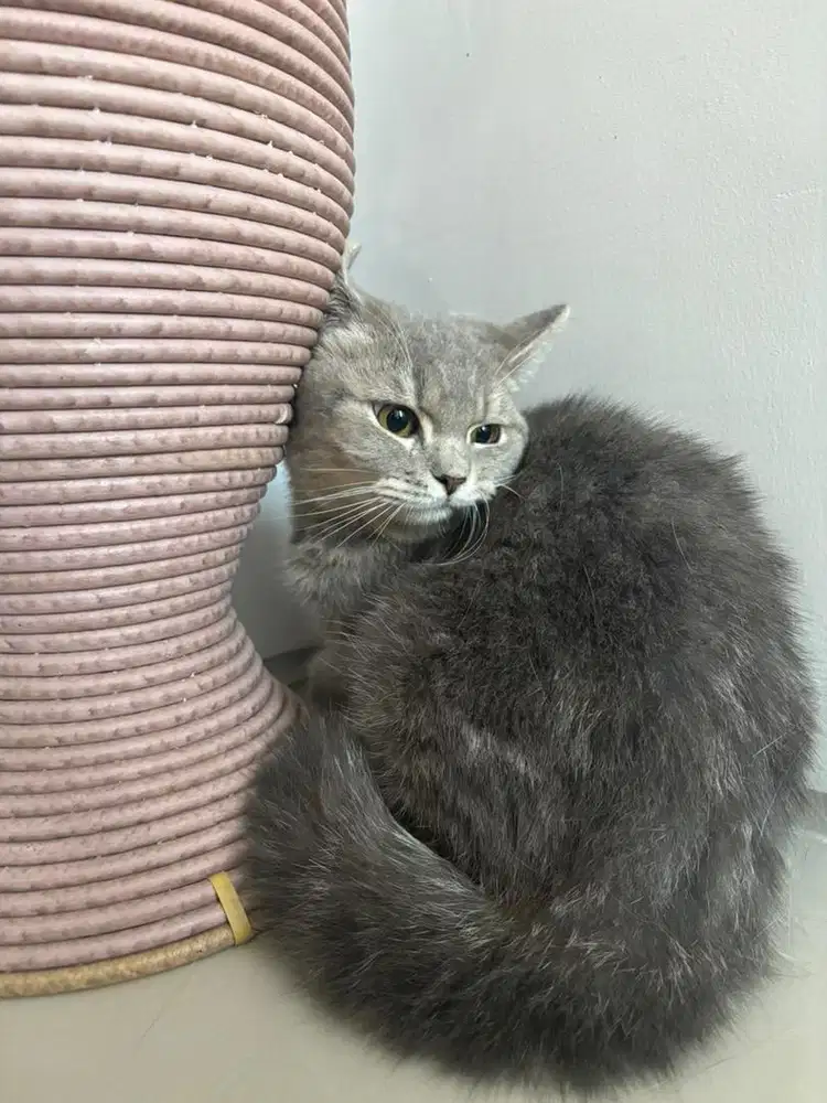 Kucing pejantan