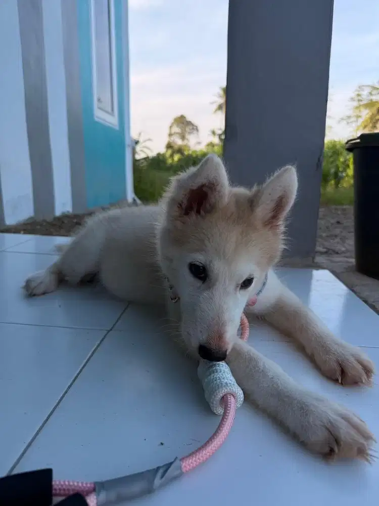 Over Adopt Husky