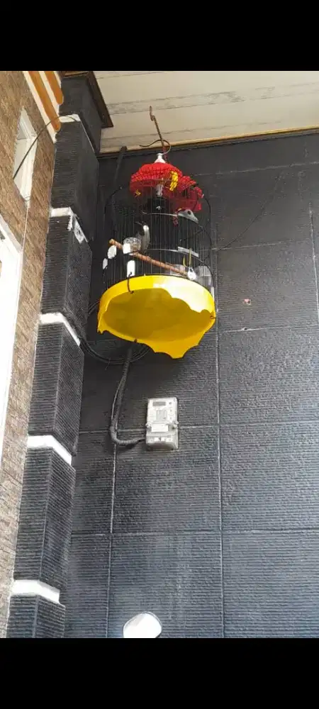 Burung poksay ocehan rumahan