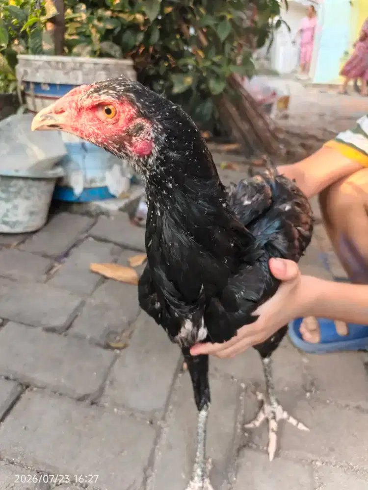 Ayam Bangkok Betina