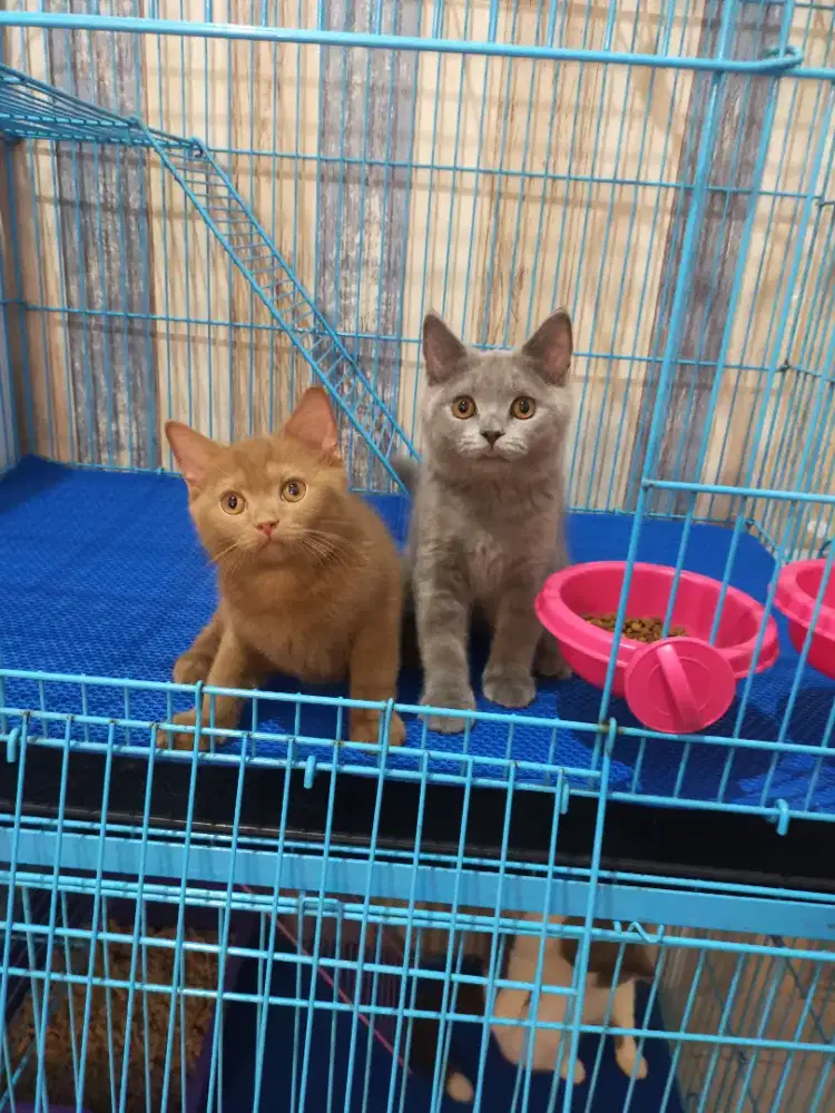 Kucing bsh cinnamon solid British shorthair