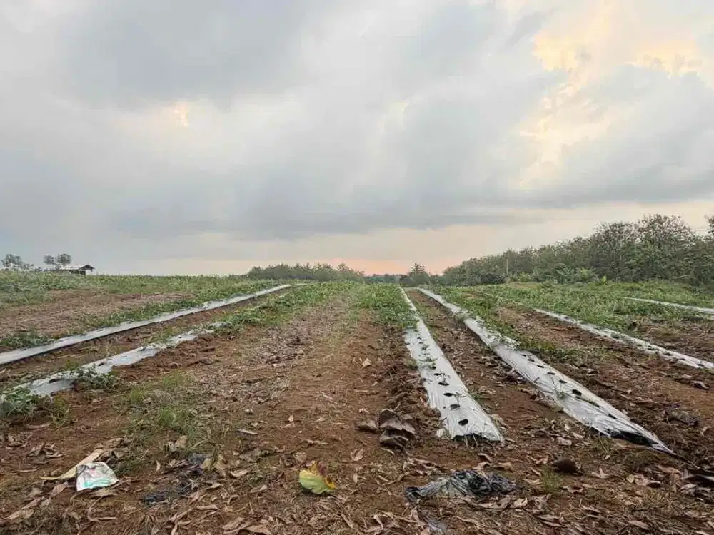 Jual tanah Industri dengan luas 3 hektar di Indramayu