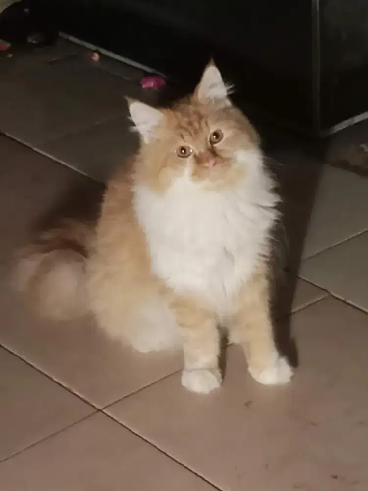 Persia jantan bigbone