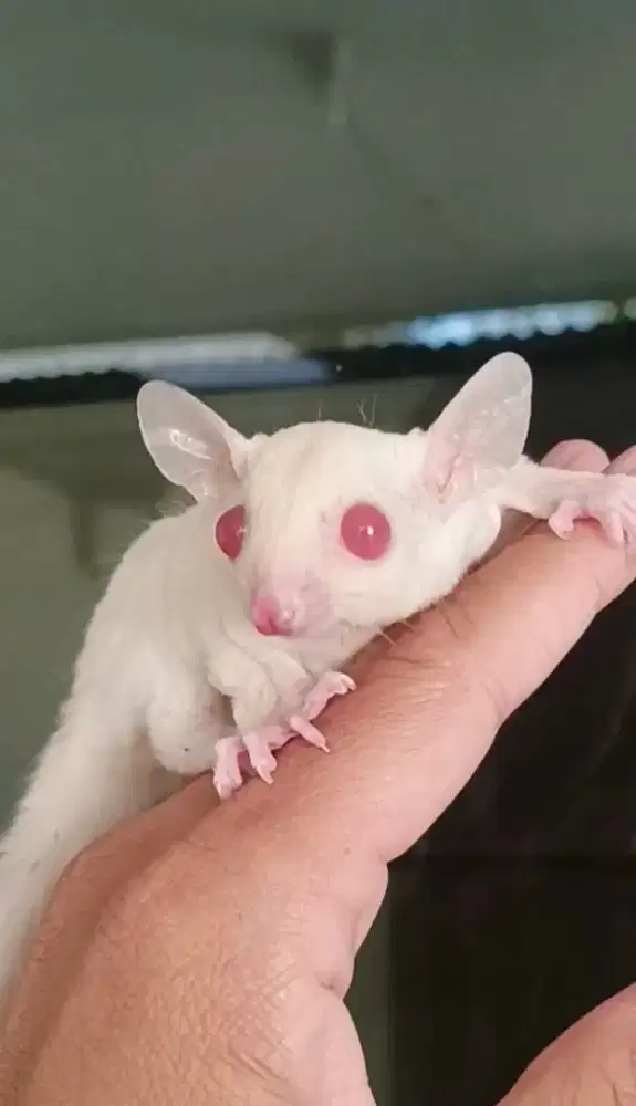 Sugar glider joey albino betina