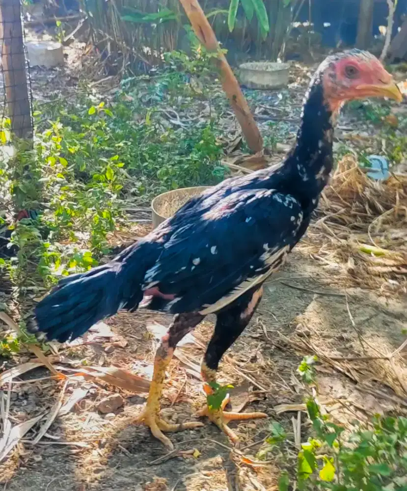 Ayam betina khoytrad