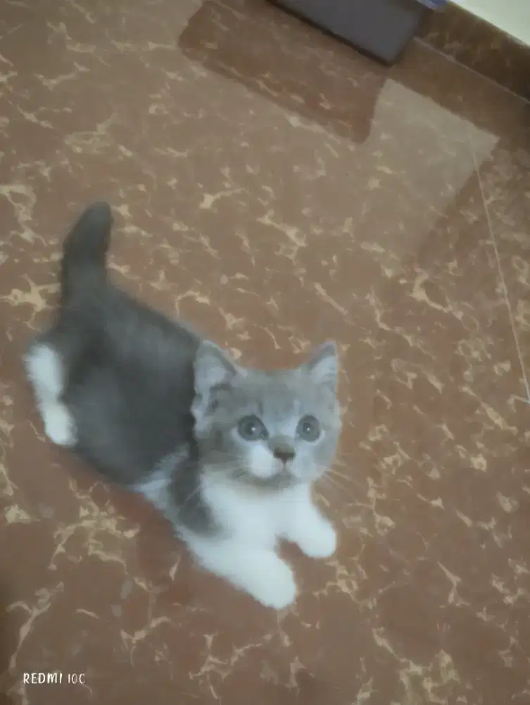 Munchkin betina