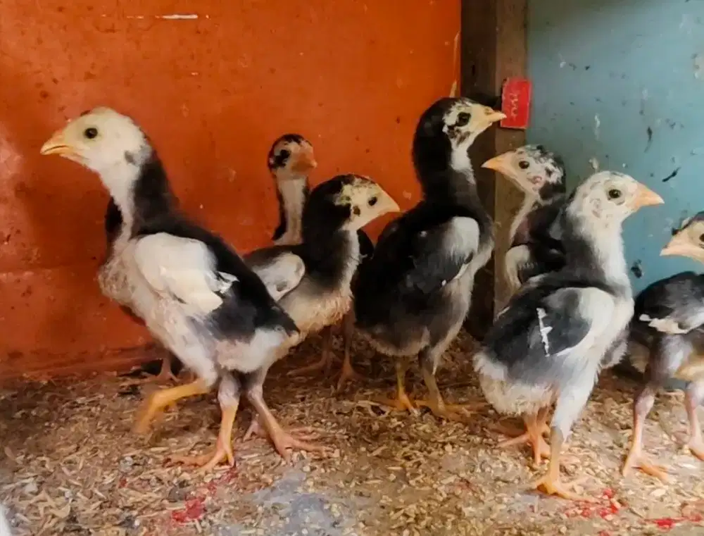 Anak ayam khoytrad