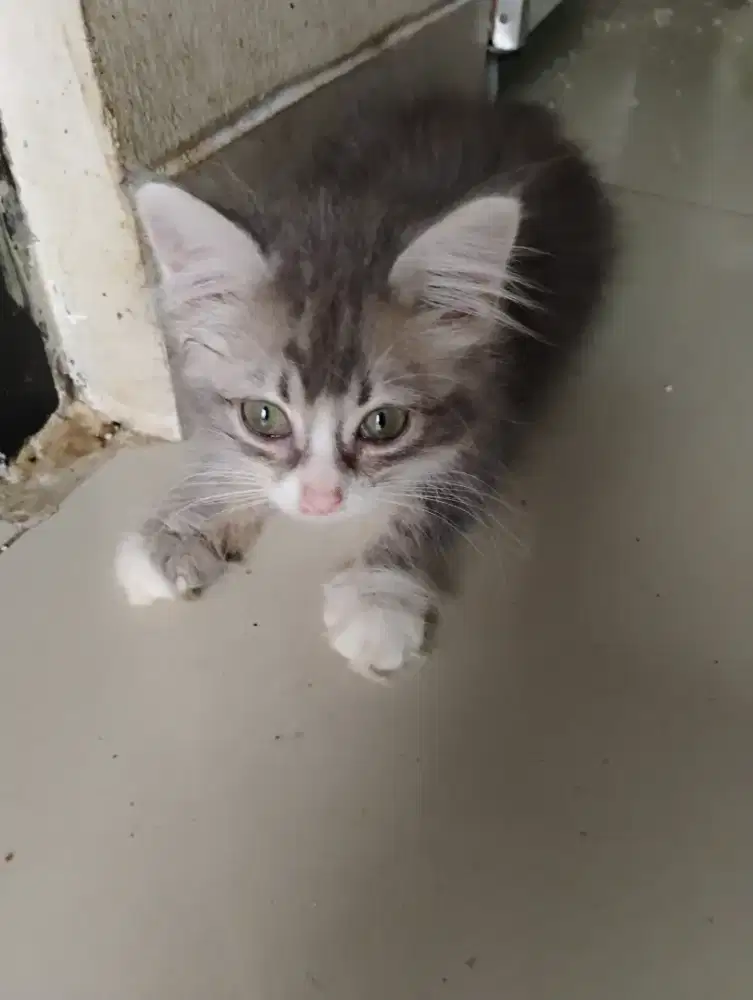Kitten bsh mix persia