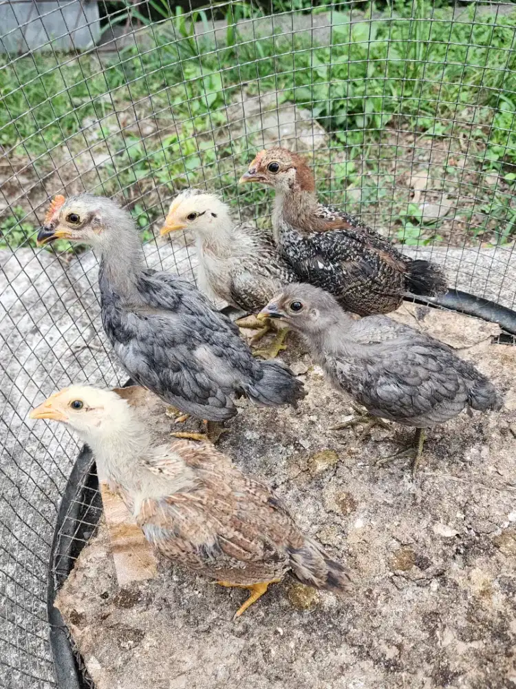 Anak ayam kampung