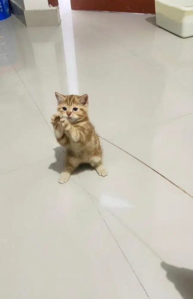 Munchkin NS Carrier Cinnamon Tabby mix BSH