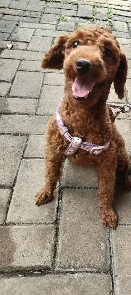 open adop poodle betina 7 bulan