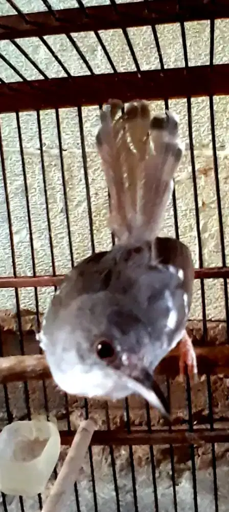 BURUNG CIBLEK BETINA BUAT NGECAS