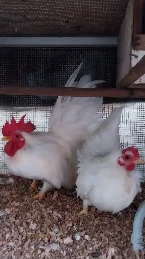 AYAM KATE CHABO putih polos