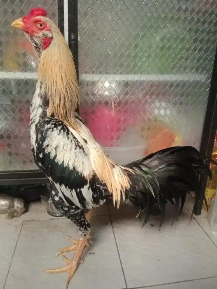 Ayam Bangkok dan mangon