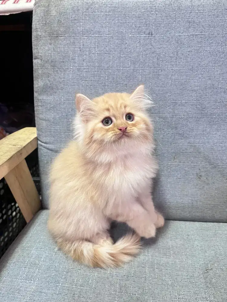 kucing kitten anakan anggora persia ragdoll himalaya mainecoon british