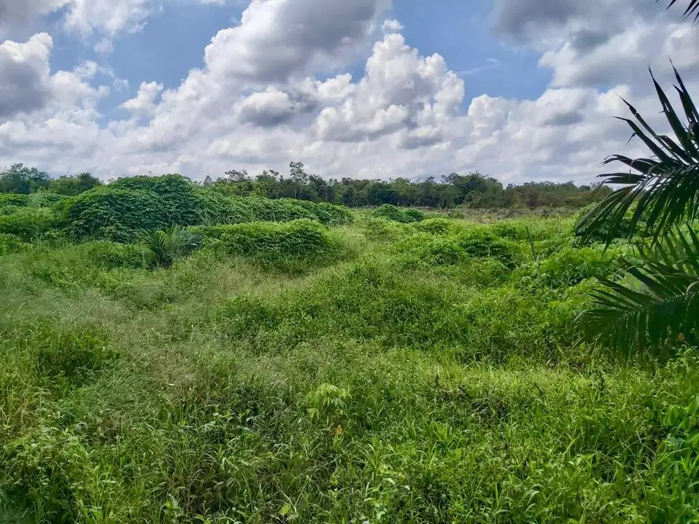 DIJUAL TANAH DEKAT PESANTREN TEKNOLOGI RIAU, SIAK HULU - KAMPAR