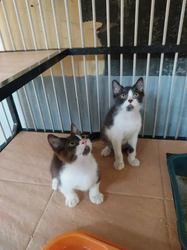 Munchkin Cebol dan munchkin ns usia 2bulan lebih