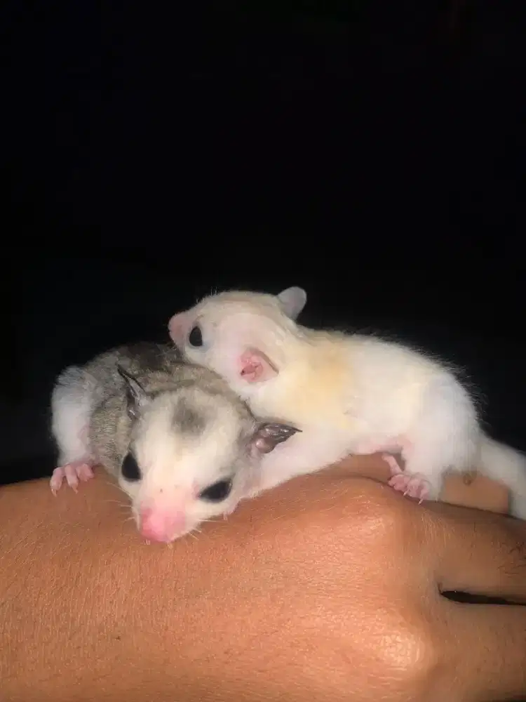 SUGAR GLIDER JOEY LEU DAN MOZA