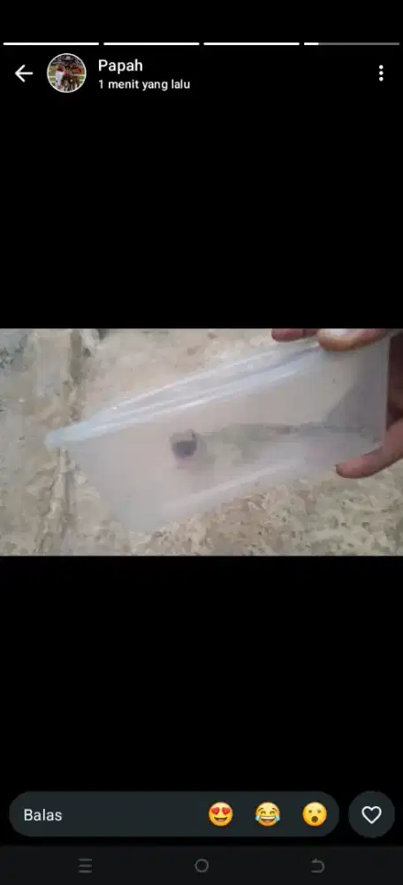 Dijual tokek murah