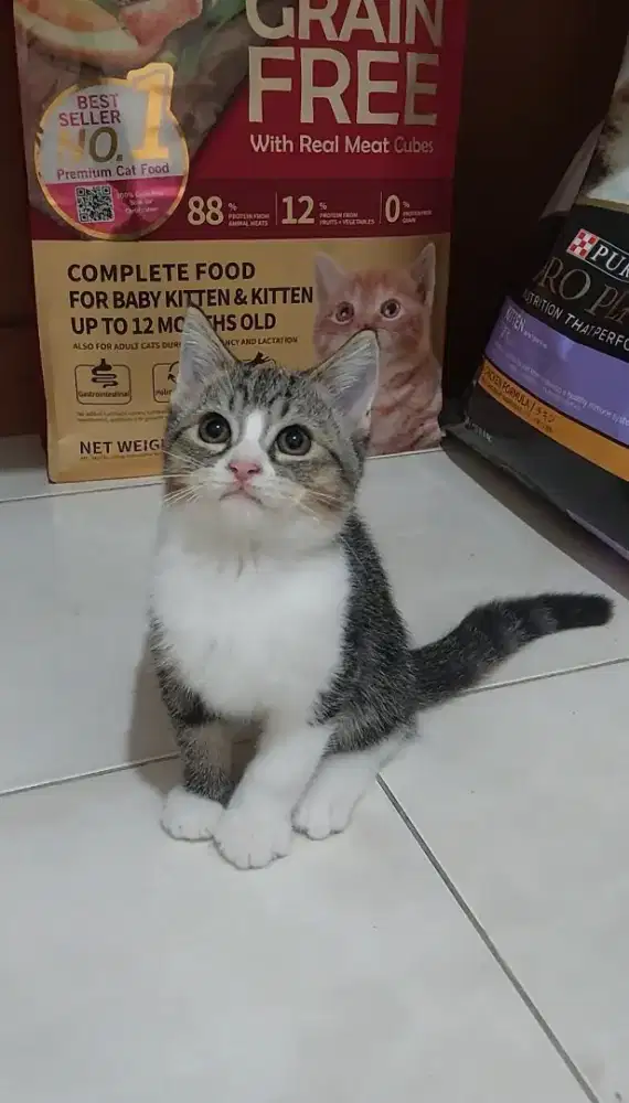 Kucing bsh mix ragdoll kitten british shorthair mix ragdoll